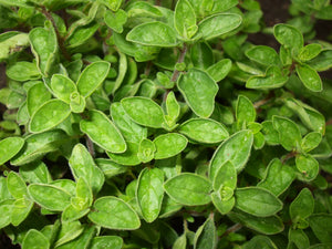 Oregano 24X40gr